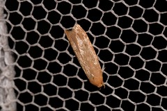 Platoloncha psamathina
