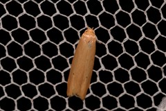 Platoloncha psamathina