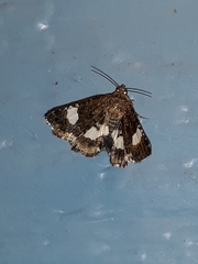 Tyta