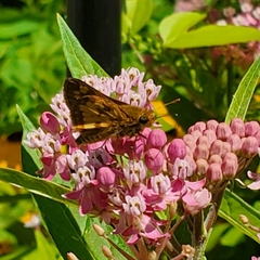 Polites peckius