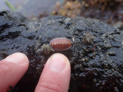 Lepidozona interstincta