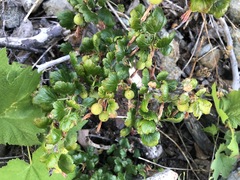 Ribes lobbii