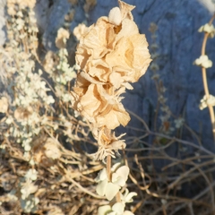 Pseudodictamnus acetabulosus