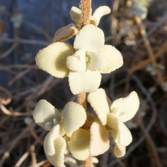 Pseudodictamnus acetabulosus