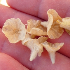 Pseudodictamnus acetabulosus