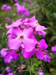 Hesperis matronalis