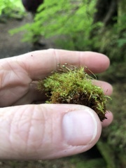 Tetraphis geniculata