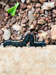 Theretra oldenlandiae