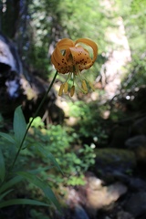 Lilium pardalinum wigginsii