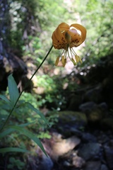 Lilium pardalinum wigginsii