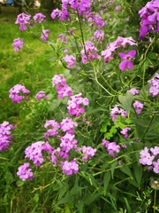 Hesperis matronalis