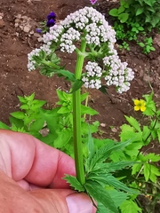 Valeriana officinalis