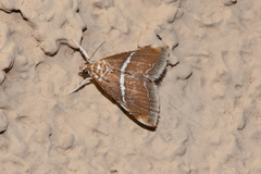 Abegesta remellalis