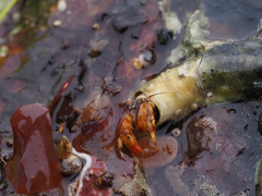 Discorsopagurus schmitti