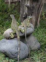 Iguana iguana image
