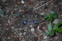 Ischyja ferrifracta