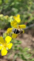 Eristalis