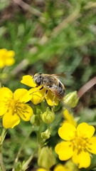 Eristalis