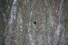 Derispia maculipennis