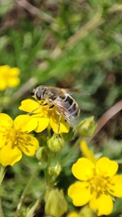 Eristalis
