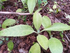 Kalanchoe gastonis-bonnieri image