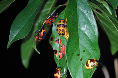 Poecilocoris druraei