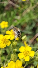 Eristalis