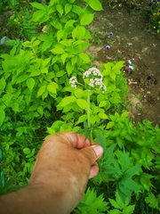 Valeriana officinalis