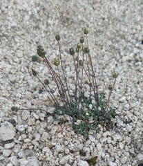 Minuartia tricostata