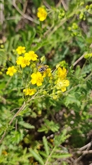 Eristalis