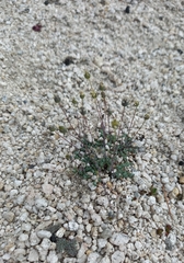 Minuartia tricostata