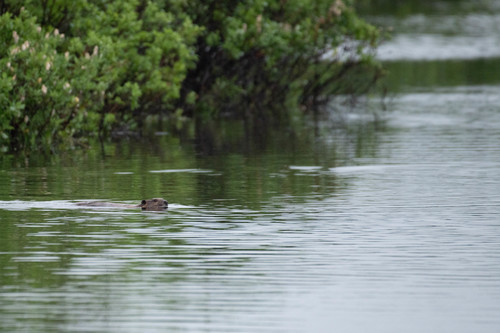 American Beaver photographed in Alaska