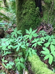 Hydrophyllum tenuipes