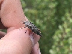 Poecilonota