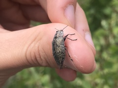 Poecilonota