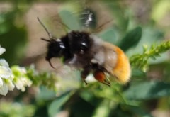 Bombus