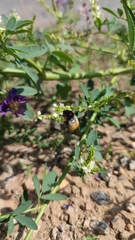 Bombus