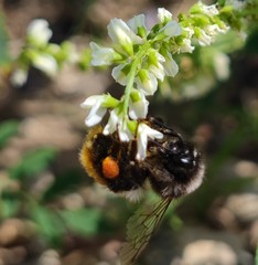 Bombus