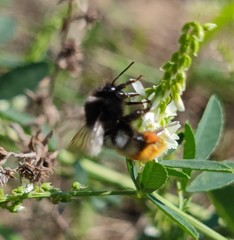 Bombus