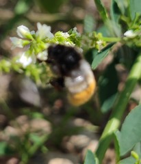 Bombus