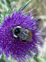 Bombus appositus
