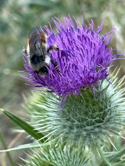 Bombus appositus