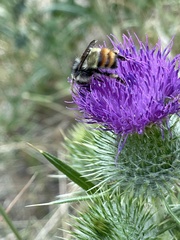 Bombus appositus