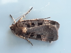 Pseudohermonassa tenuicula