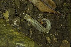 Brookesia tuberculata