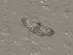 Idaea pervertipennis