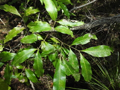 Guioa acutifolia