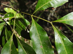 Guioa acutifolia