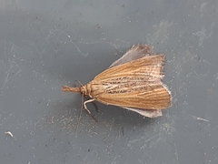 Pediasia dorsipunctellus