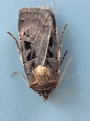 Pseudohermonassa tenuicula